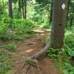 White Blaze and Spruce on the Big Butt Trail