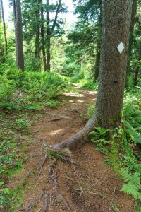 White Blaze and Spruce on the Big Butt Trail