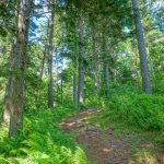 Red Spruce Grove on the Big Butt Trail