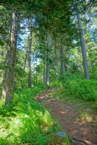 Red Spruce Grove on the Big Butt Trail