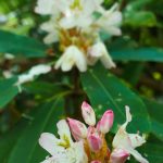 Rosebay Rhododendron on the Big Butt Trail