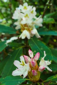 Rosebay Rhododendron on the Big Butt Trail