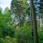 Big Spruces on the Big Butt Trail