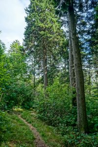 Big Spruces on the Big Butt Trail