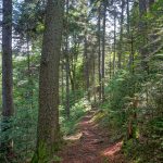 Spruces at the Start of the Big Butt Trail