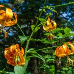 Turk's Cap Lily beside the Big Butt Trail