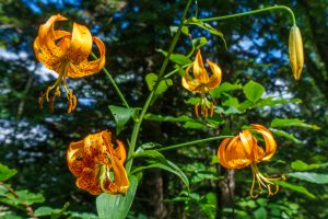 Turk's Cap Lily beside the Big Butt Trail