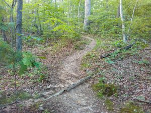 Mountains to Sea Trail above Grassy Branch