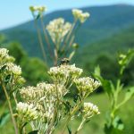 Bee on Angelica