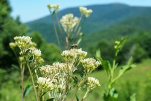 Bee on Angelica