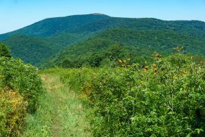 View of Big Bald from the A.T.