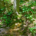 Spring beside the Appalachian Trail