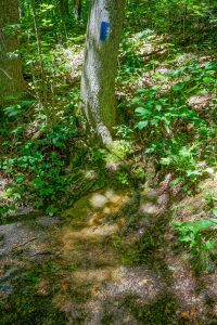 Spring beside the Appalachian Trail