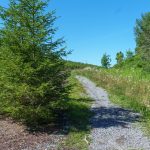 Appalachian Trail north of Sams Gap