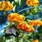 Pipevine Swallowtail on Turks Cap Lily