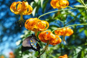 Pipevine Swallowtail on Turks Cap Lily