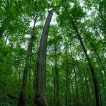 A Big Curved Tree in Joyce Kilmer