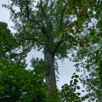 Crown Dieback in Joyce Kilmer Big Trees