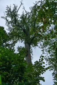 Crown Dieback in Joyce Kilmer Big Trees