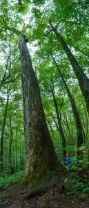 Dying Big Tree in Joyce Kilmer