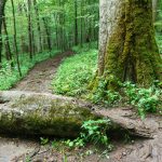 Fallen Branch on the Joyce Kilmer Memorial Loop