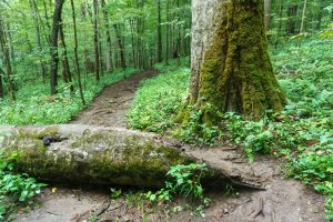 Fallen Branch on the Joyce Kilmer Memorial Loop