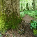 Joyce Kilmer Trail Big Tree