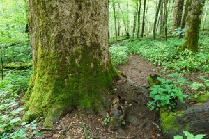 Joyce Kilmer Trail Big Tree