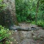 Big Root on the Joyce Kilmer Trail