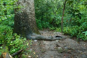 Big Root on the Joyce Kilmer Trail