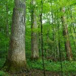 Big Trees in Joyce Kilmer Memorial Forest