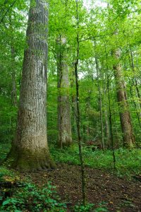 Big Trees in Joyce Kilmer Memorial Forest