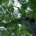 Top of a Big Tree in Joyce Kilmer