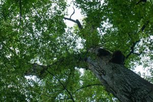 Top of a Big Tree in Joyce Kilmer