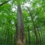 Big Tuliptree in Joyce Kilmer