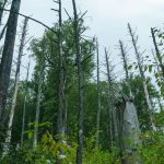 Stand of Dead Hemlocks at Joyce Kilmer