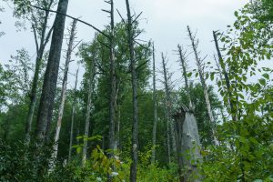 Stand of Dead Hemlocks at Joyce Kilmer