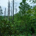 Stand of Dead Hemlocks at Joyce Kilmer