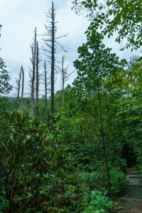 Stand of Dead Hemlocks at Joyce Kilmer