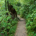 Detonated Hemlock Trunk at Joyce Kilmer