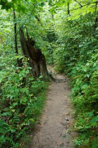 Detonated Hemlock Trunk at Joyce Kilmer