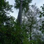 One of the First Big Trees on the Joyce Kilmer Loop