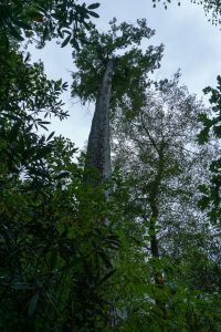 One of the First Big Trees on the Joyce Kilmer Loop