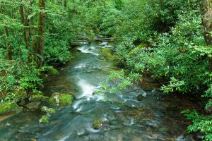 Little Santeetlah Creek