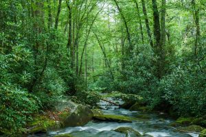 Little Santeetlah Creek