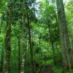 A Few Living Hemlocks in Joyce Kilmer