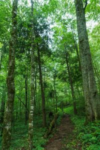 A Few Living Hemlocks in Joyce Kilmer