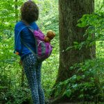 Looking Up at Big Trees on the Joyce Kilmer Trail