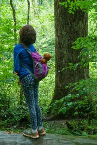 Looking Up at Big Trees on the Joyce Kilmer Trail