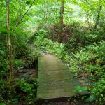 Plank Bridge on the Joyce Kilmer Loop Trail